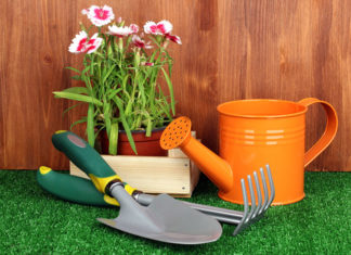 Dla początkującego ogrodnika – 7 roślin łatwych w uprawie