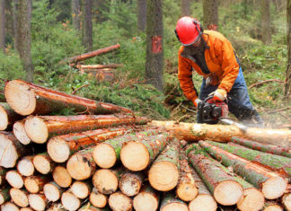 Stihl dla artystów Stihl dla artystów