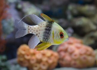 Zakładamy pierwsze akwarium