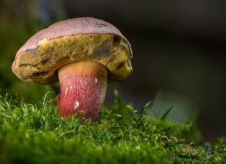 Czy borowik i prawdziwek to to samo? Czy borowik i prawdziwek to to samo?