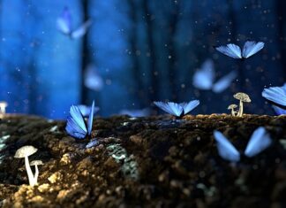 Czy grzyby potrzebują tlenu?