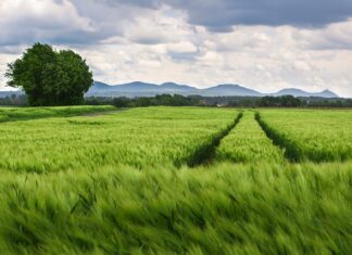 Jaki rozstaw słupków pod hamak?