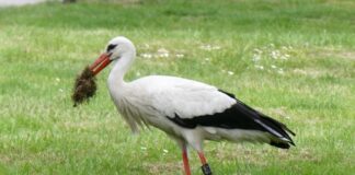 Ile kosztują gumowce?