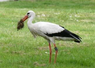 Ile kosztują gumowce?