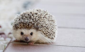 Jakie kołki do zawieszania szafek?