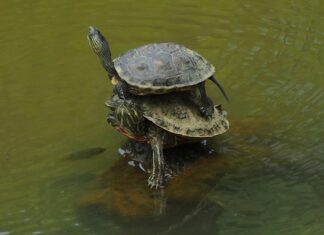 Jak nakładać grunt na ściany?