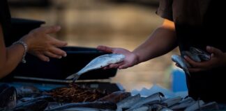 Jak sprzedawać matki pszczele?