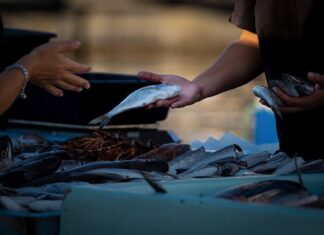 Jak sprzedawać matki pszczele?