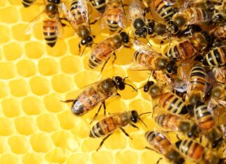 Czy można hodować pszczoły na działce?