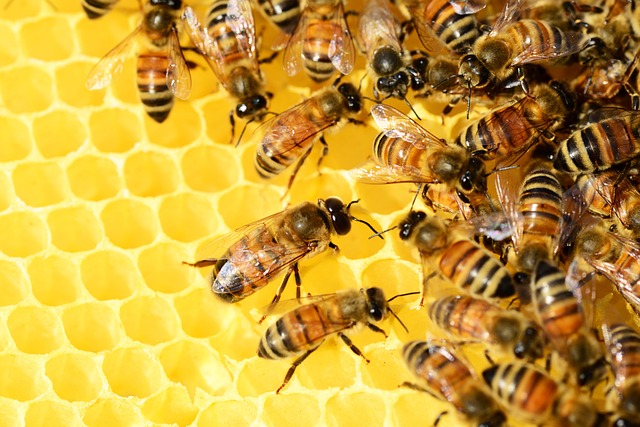 Czy można hodować pszczoły na działce?