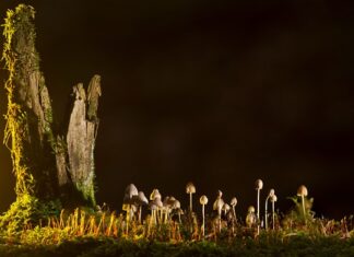 Jakie są rodzaje hamaków?