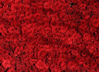 Czym się różni promiennik na podczerwień od grzejnika na podczerwień? Czym się różni promiennik na podczerwień od grzejnika na podczerwień?