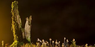 Jakie są rodzaje nakrętek?