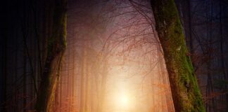 Jakie oświetlenie wybrać do ogrodu?