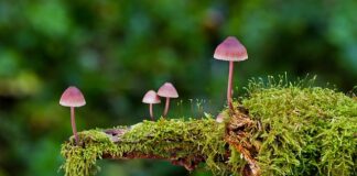 Jakie są rodzaje kołków?