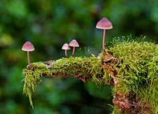 Jakie są rodzaje śrub?