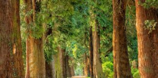 Czy można wędzić samym drzewem owocowym?