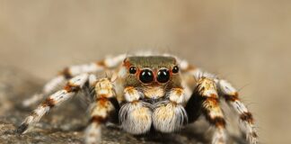 Jak wyciąć z papieru pająka?