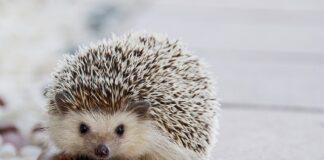 Jak naprawić wyrwany kołek?