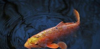 Jaki duży haczyk na karpia?