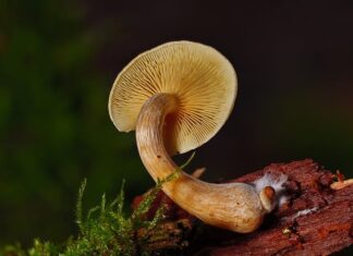 Skąd wziąć grzybnię?