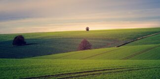 Jaki grunt na pomalowaną ścianę?