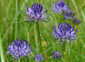 Co oznacza czarci krąg?