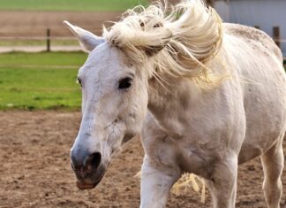 Jak głęboko wkręcać wkręty ciesielskie?