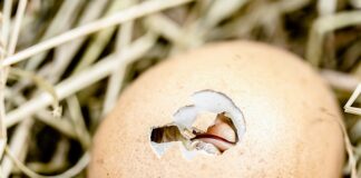 W czym marynować kurczaka na grilla?