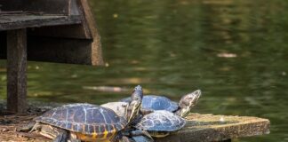 Jak przechowywać matki pszczele?