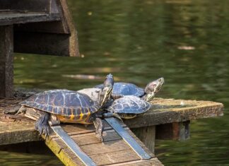 Jak przechowywać matki pszczele?