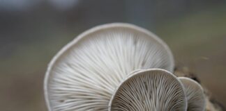 Czy boczniaki są zdrowe?