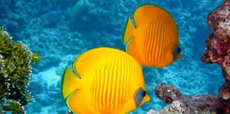 W jakiej temperaturze wędzi się ryby?