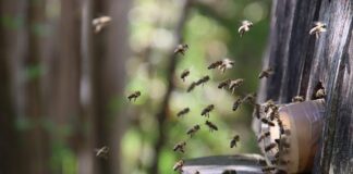 Jaka rasa pszczół jest najłagodniejsza?