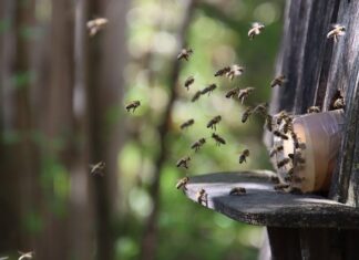 Jaka rasa pszczół jest najłagodniejsza?