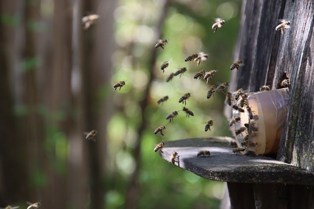 Jaka rasa pszczół jest najłagodniejsza?