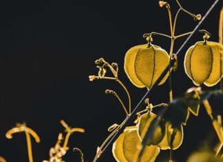 Do jakich roślin keramzyt?