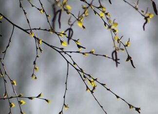 Czy brzoza nadaje się do wędzenia?