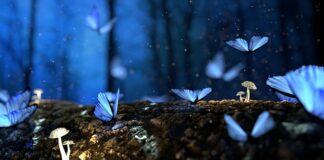 Gdzie można kupić grzyby mikoryzowe?