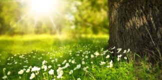 Jakie łaty na dach suche czy mokre?