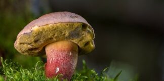 Które borowiki są trujące?