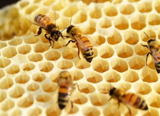 Jak odróżnić Buckfast od Krainki? Jak odróżnić Buckfast od Krainki?