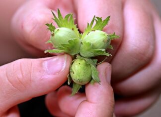 Jaką śruba na Nakrętkę 10?