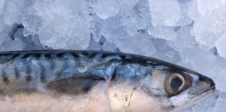 Jak długo trzeba wędzić makrelę?