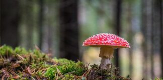 Ile czasu rośnie grzyb prawdziwek?