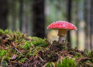 Ile czasu rośnie grzyb prawdziwek?