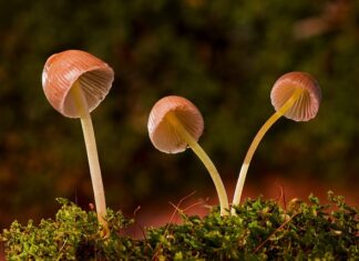 Jakie grzyby można uprawiać w ogrodzie?