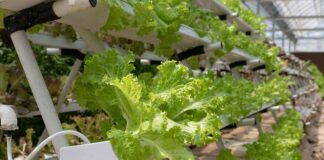 Jak zrobić hydroponika?