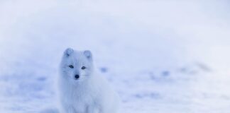 Jak wyglądają psie grzyby?