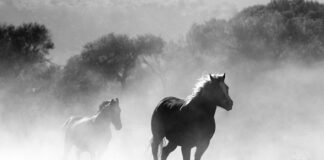 Czy przy braku matki pszczoły noszą pyłek?